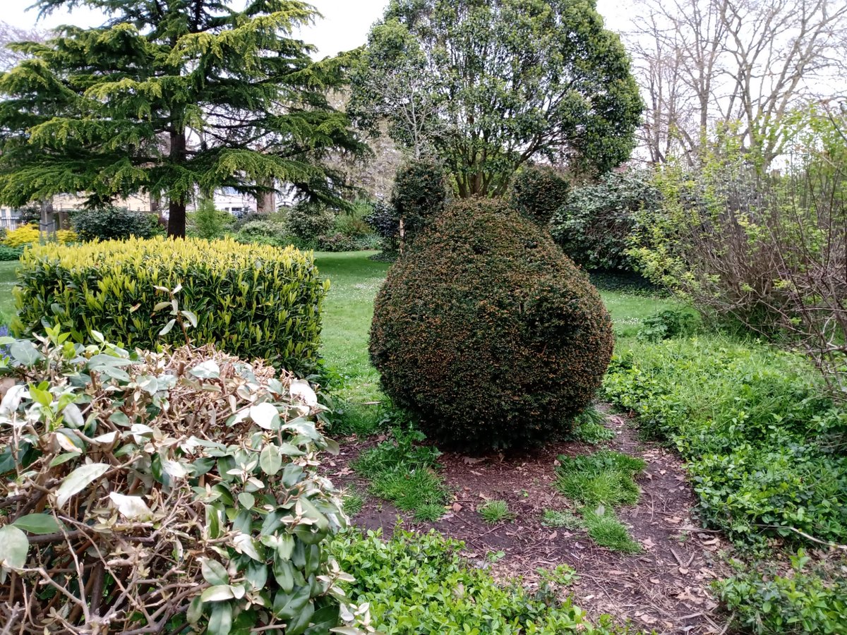 Great work from Simon over at Inwood Park, he created a life-size pig using nothing but tree shrubs. Talk about creativity &amp; resourcefulness! 🐷🌳#natureart #innovation #pigshrub @SLamptonservice @SimonLampton