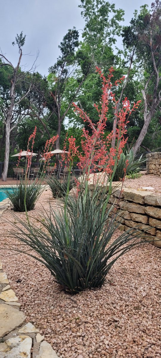 GreatHillsTx's tweet photo. Spring is in full bloom at Great Hills!

#LoveWhereYouLive #Austin #luxuryrentals #GreatHills #SpringTime #Yuccacacti #WeLoveOurResidents #ATX #ApartmentLiving #community https://t.co/UwzmB0vedb