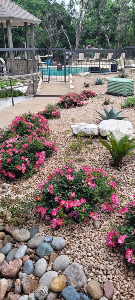 GreatHillsTx's tweet photo. Spring is in full bloom at Great Hills!

#LoveWhereYouLive #Austin #luxuryrentals #GreatHills #SpringTime #Yuccacacti #WeLoveOurResidents #ATX #ApartmentLiving #community https://t.co/UwzmB0vedb