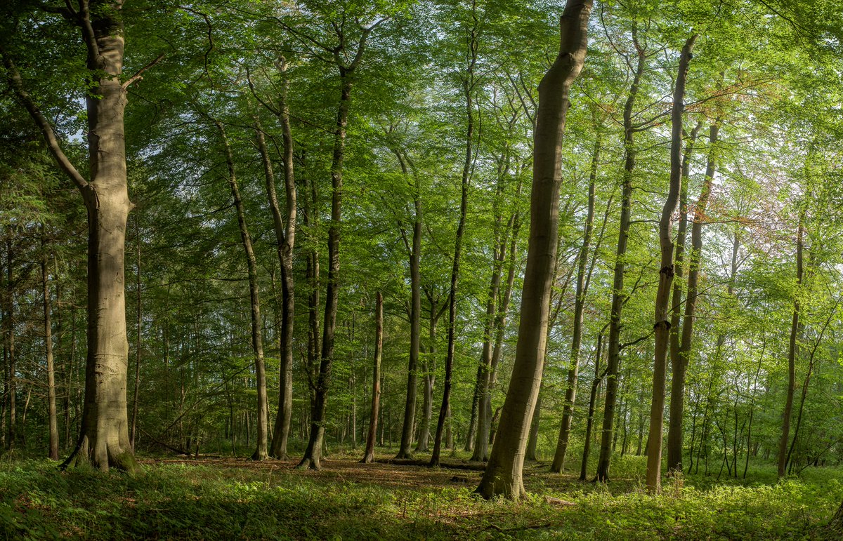 succow_stiftung's tweet photo. #Wasdow #verliert seinen Schutzstatus als #NationalesNaturerbe. Trotz so vieler guter Hinweise und ermutigender Worte konnten wir den Wald im Trebeltal in der heutigen Zwangsversteigerung nicht als Stiftungsfläche sichern. https://t.co/fchWn2SGlC https://t.co/NqB53IJhxt
