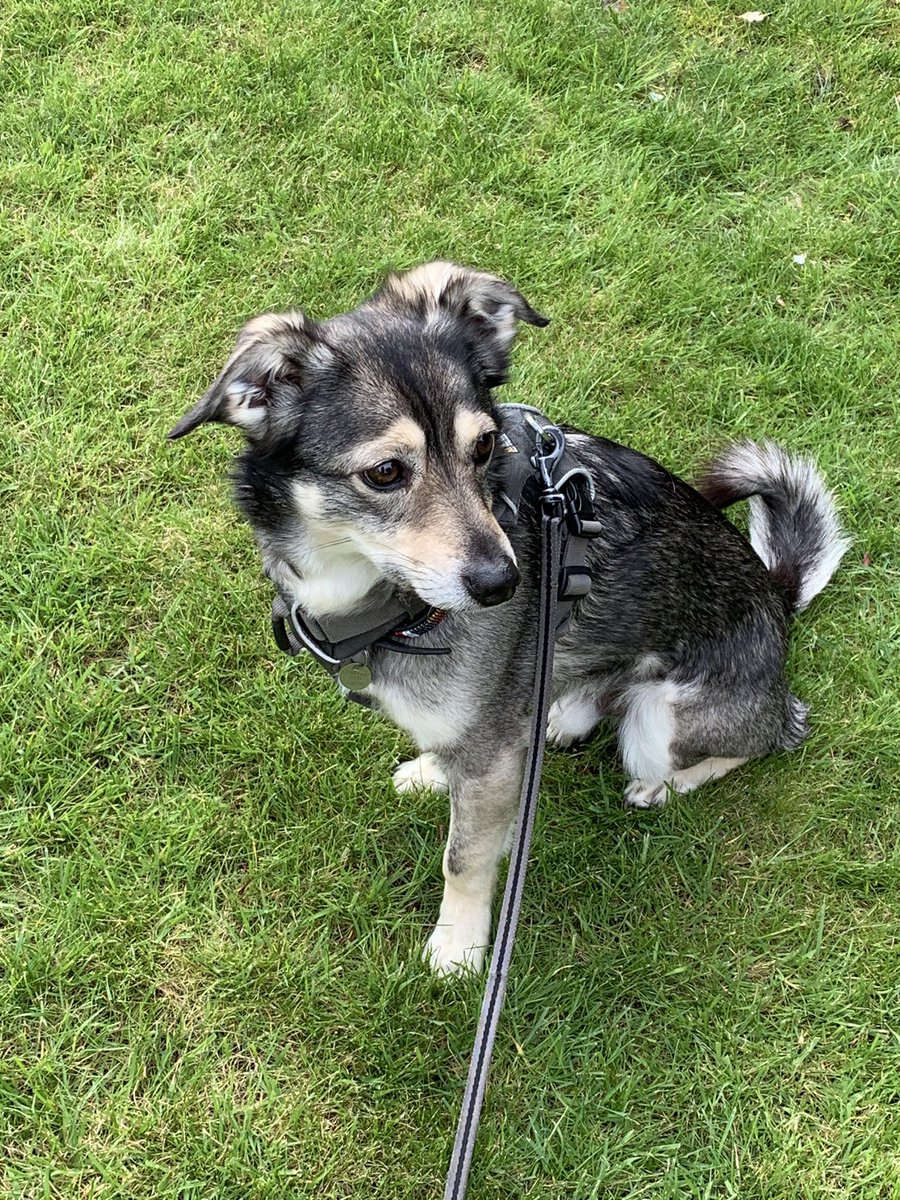 Bein a gud lad on today’s walk and sum Wednesday floofs to cheers yoo up. Haff wooftastik day pals 
💕🐾🐕🐾💕