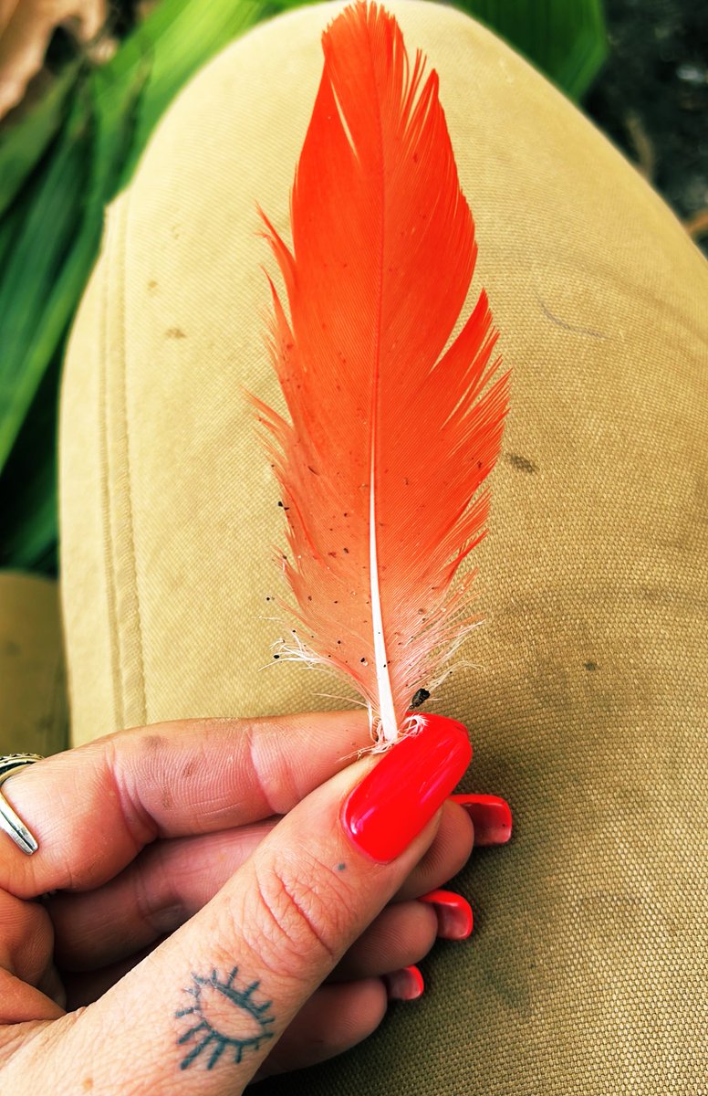 mysticalamanda's tweet photo. Stop scrolling!! You have just received an Angel Feather 🪶✨When feathers appear your spirit team is near... Know that you are loved unconditionally. It’s time to let go of the guilt & resentment you hold within 🙏
#AngelFeather #SignFromTheUniverse #spiritualawakening https://t.co/483k3MgzRL