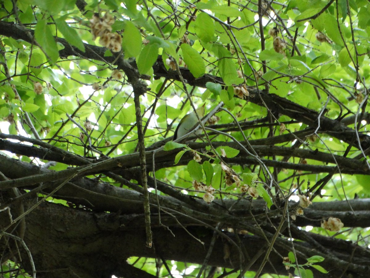 Sizce orman çıvgını mı? Orman çıvgını ise Gaziantep için nadir bir tür mü?
📍 İslahiye/Gaziantep
🗓️22 Nisan 2023