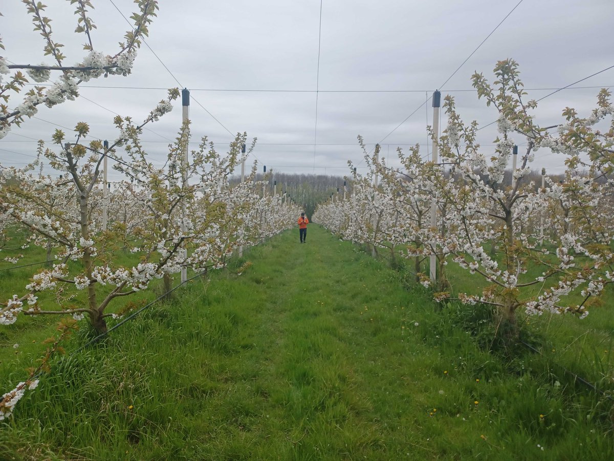 It's spring and we are mapping fruit in blossom as part of our research with
@niabgroup
to produce maps using aerial images and artificial intelligence.  Funded through
@GrowingKent_Med
@LoddingtonFarm
@RoughwayFarm
#Courtauld2030