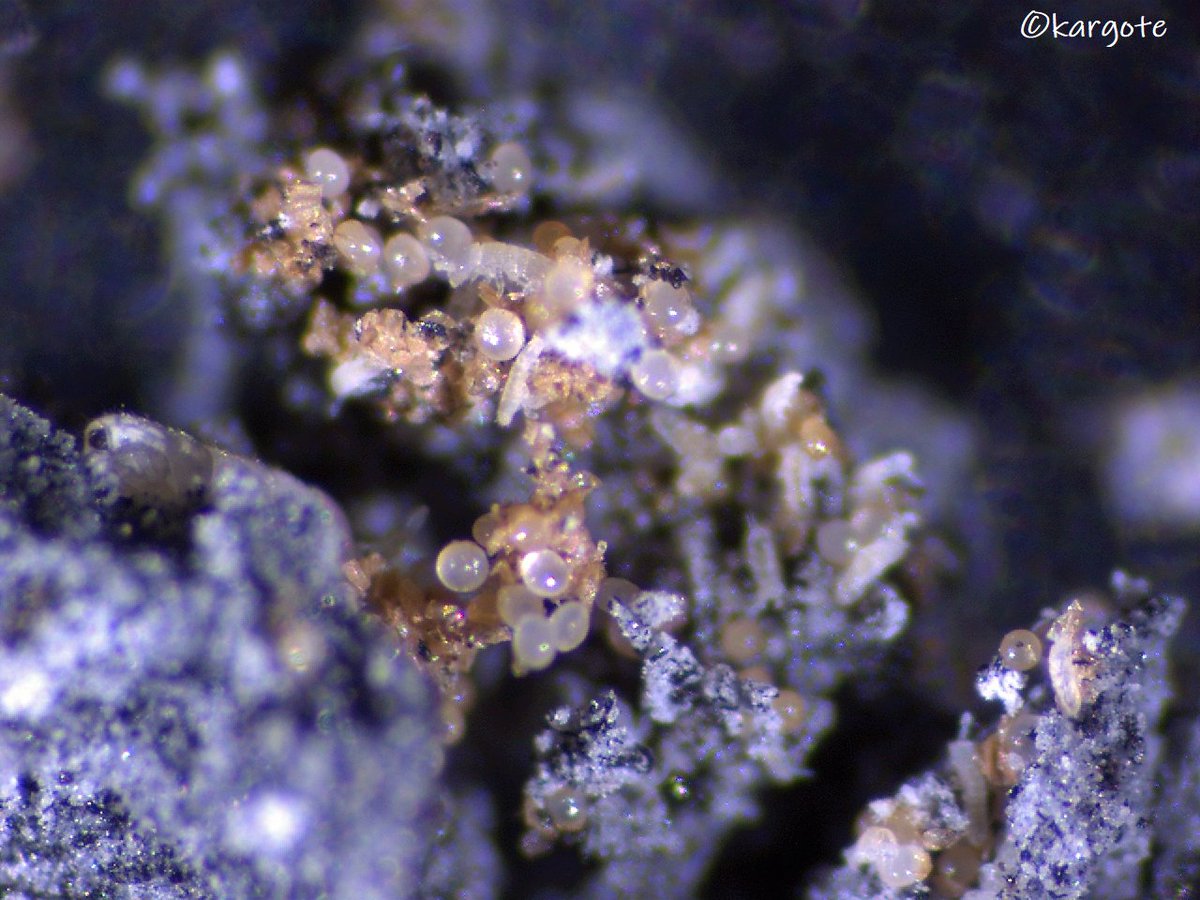 KarolinaArgote's tweet photo. 👩🔬Happy day in the lab 🤓
Last week's #collembola eggs extraction was a success!
The new cohort begins to grow and it looks eager to start the next experiment on May 23rd!
Can't wait!
@erc_scaled #minilands
#fragmentationexperiments
#laboratoryexperiments
#artificiallandscapes https://t.co/KbbmwWEAOC