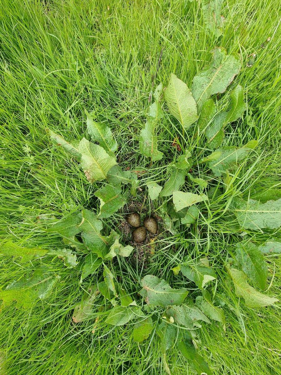 & #SAVCurlews 2023 is off! First Curlew nest found today, a clutch of three eggs belonging to a male that was headstarted from @WWTSlimbridge & his partner. White '67' as he is known, at 4 years old, becomes the second headstarted Curlew to be found nesting in our study area! 💫