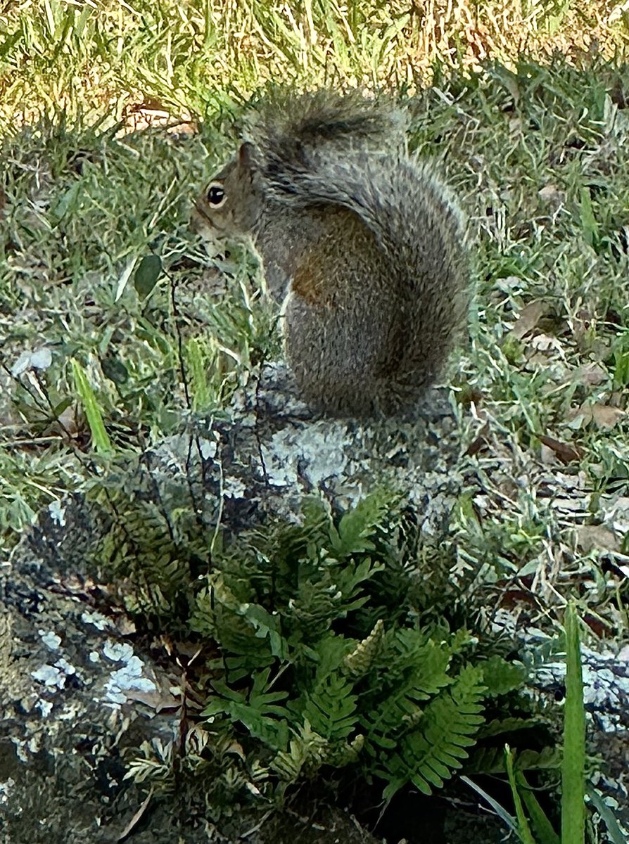 Squirrel standing guard.