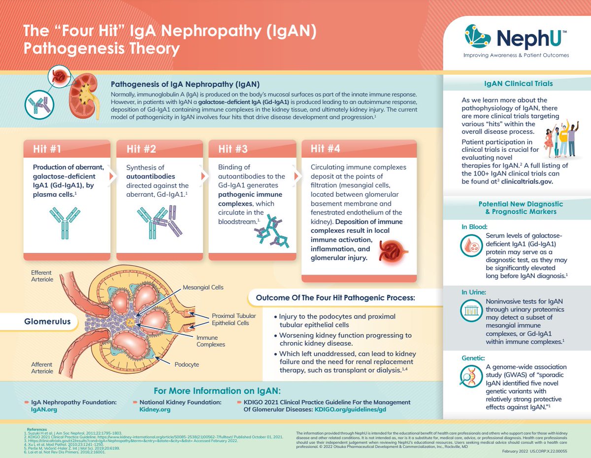 edgarvlermamd's tweet photo. The “Four Hit” IgA Nephropathy (IgAN) Pathogenesis Theory #Nephpearls #PathophysiologyPearls

https://t.co/zsm8WFDie9