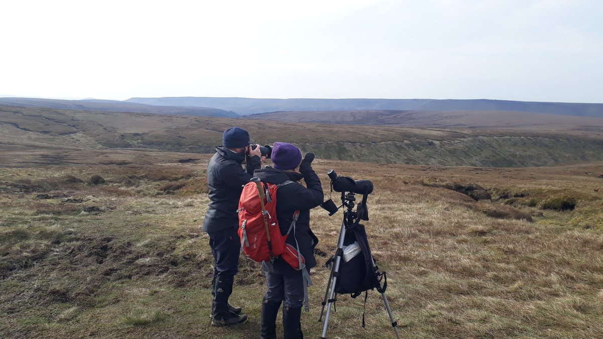 Brilliant to be able to show Helen & Graham our Peak #MountainHares today and what brill views we got. A full range of moults on show from mostly winter white to summer brown & inbetween! 😍 Golden Plover, Curlews and Wheatears showing nicely too @DerbysWildlife @HPT_Official