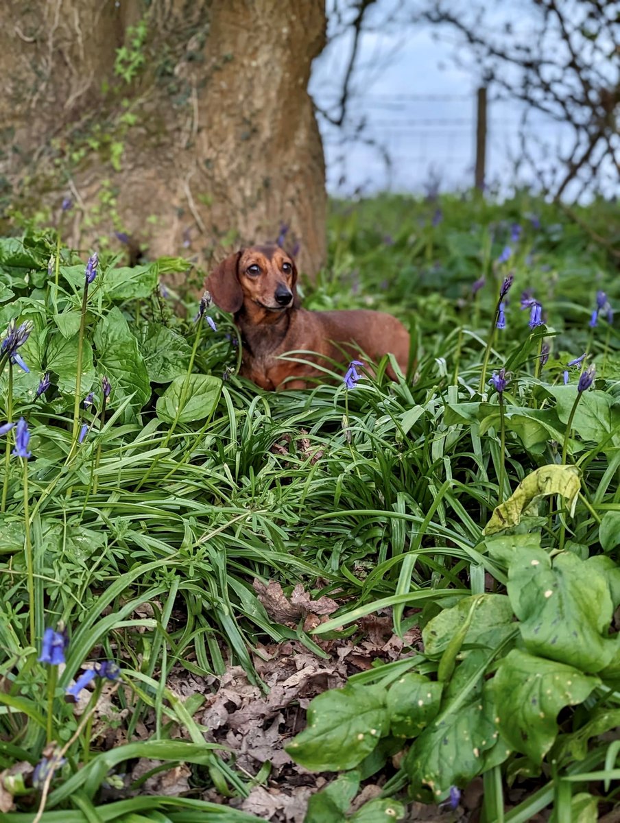 CS_CourseSearch's tweet image. Getting lost amongst the bluebells! 
Spring is in full bloom, which means Winnie is a happy pup because evening walks are warmer and lighter. 

#WinnieWednesday 

#bluebells #sausagedog #dachshund #dogwalks #cutedogs #dachshundpuppy #englandforest