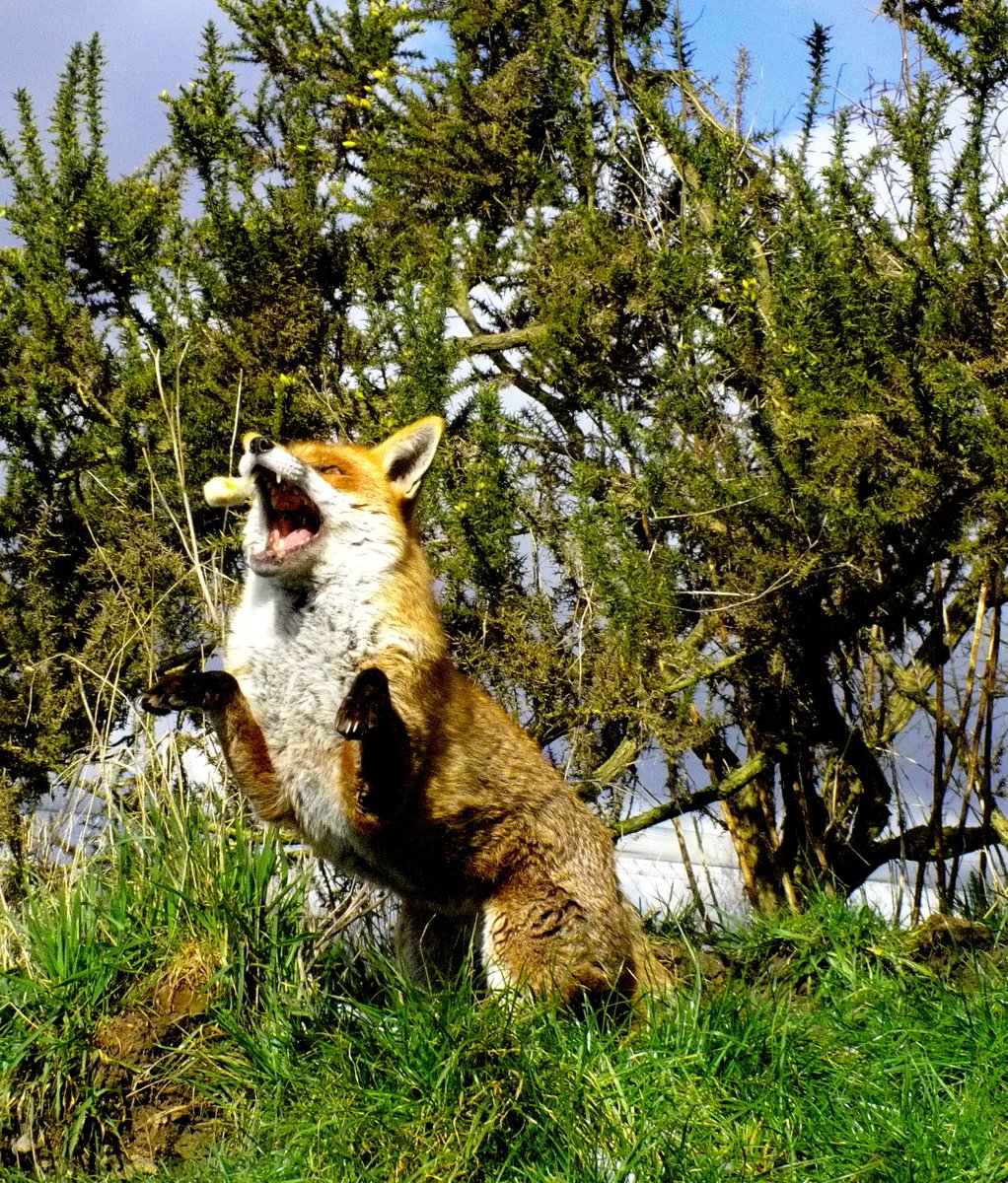 hourlyfoxes's tweet photo. HourlyFoxes presents: https://t.co/EDx5cU6E8k