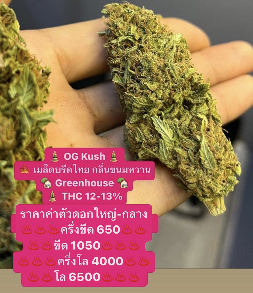 OG Kush 🐲 

☮️ ดอกใหญ่ - กลาง 
✅ Greenhouse 🏡
✅ THC 1️⃣2️⃣ - 1️⃣3️⃣ %

50 G / 650฿
100 G / 1,050฿
1 Kg / 6,500฿

interested 👇🏻 
🔥 order at  : lin.ee/KWtJ8KA

#กัญชา #กัญชาog #กัญชาเสรี #กัญชาพัทยา #กัญชาเชียงใหม่ #กัญชาพิษณุโลก #กัญชารามอินทรา #กัญชาราคาถูก
