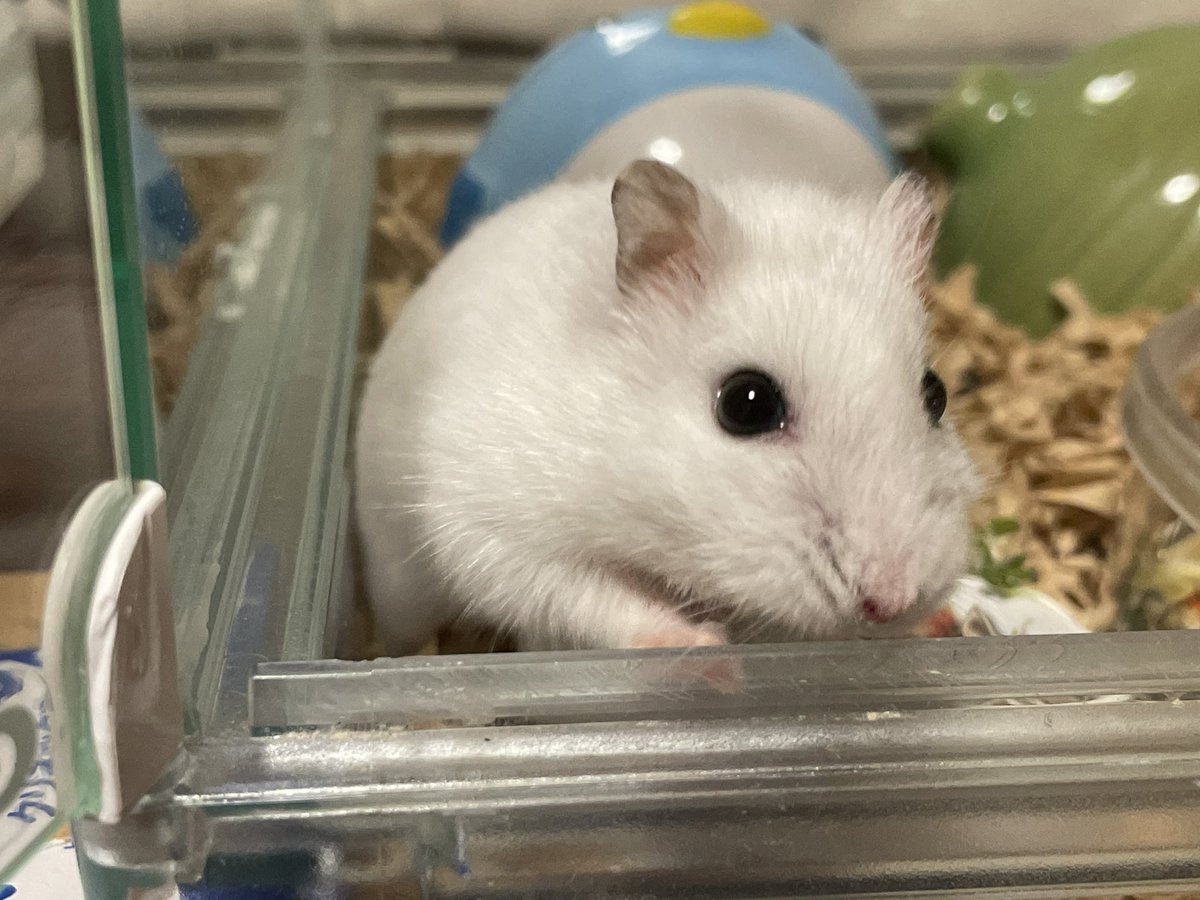 hlUutqn1jmsFbvW's tweet photo. 今日も耳に薬を塗りましたI put medicine on her ear again today. #さくらちゃん🌸 #CherryBloss... https://t.co/zA8P2ogg1J @YouTubeより https://t.co/TCK1ACAj5z