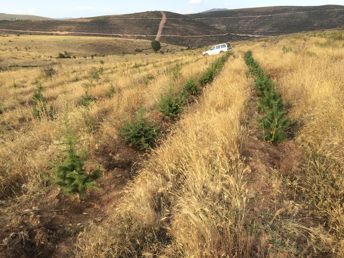 Küresel ısınmaya karşı ağaç dikmek tek başına yeterli olur mu? 

🌲Ağaçlandırmalar iklim değişikliğiyle mücadelede önemli bir unsur ama maalesef sihirli bir değnek değil. 
🌲#küreselısınma felaketini tek başına tersine çevirmeye gücü yetmez. 
#orman #iklimkrizi  #iklimdeğişikliği