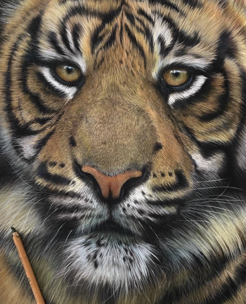 Throwback to this tiger piece, need to have another bash at a big cat at some point. Pastel pencils and soft pastel on pastelmat. Hope everyones well.🐯
#art #artist #artists #tiger #artistry #arty #artsy #artdrawing #artpainting #artthrowback #realism #artistwork #artwork