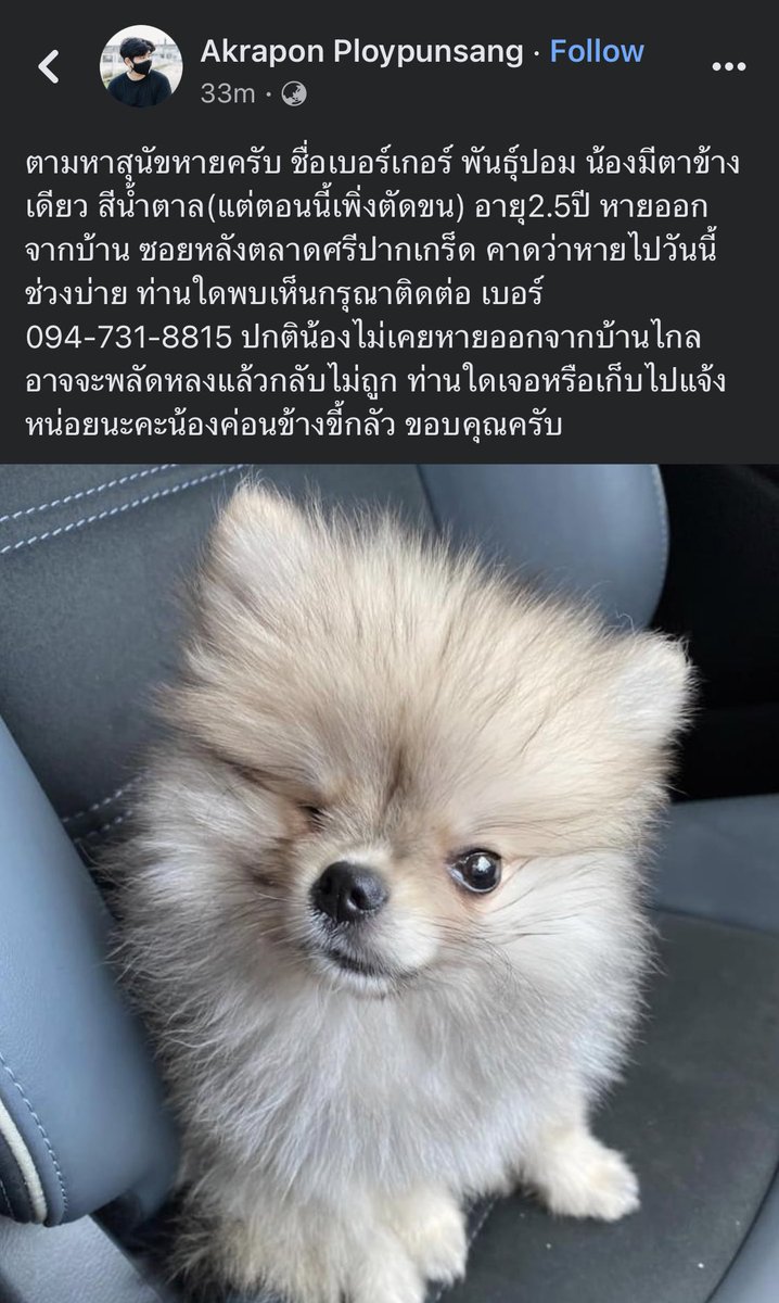 mintossapon's tweet photo. ตามหาสุนัขหายครับ ชื่อเบอร์เกอร์ พันธุ์ปอม น้องมีตาข้างเดียว สีน้ำตาล(แต่ตอนนี้เพิ่งตัดขน) อายุ2.5ปี หายออกจากบ้าน ซอยหลังตลาดศรีปากเกร็ด คาดว่าหายไปวันนี้ช่วงบ่าย ท่านใดพบเห็นกรุณาติดต่อ เบอร์ 094-731-8815 ท่านใดเจอหรือเก็บไปแจ้งหน่อยนะครับ น้องค่อนข้างขี้กลัว ขอบคุณครับ https://t.co/ezZeFHCLGd