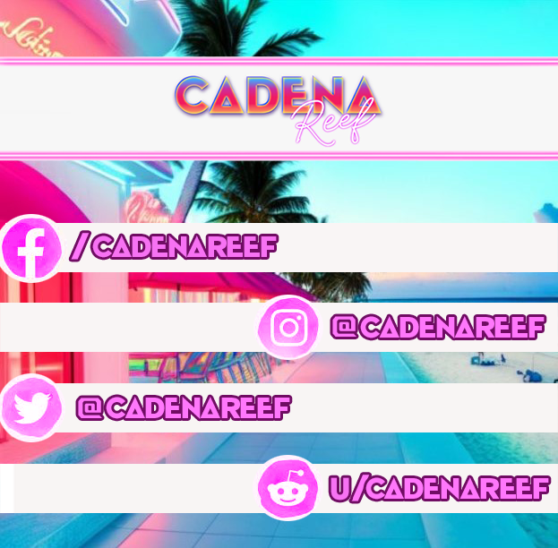 cadenareef's tweet photo. Você sabia que Cadena Reef está em diversas redes sociais? Por isso, fica aqui nosso convite para curtir a revista no Facebook, Instagram, Twitter e Reddit. Não perca tempo! Siga, curta e fique por dentro de tudo o que acontece no arquipélago mais intenso do Caribe! https://t.co/T1pdWBDGzU