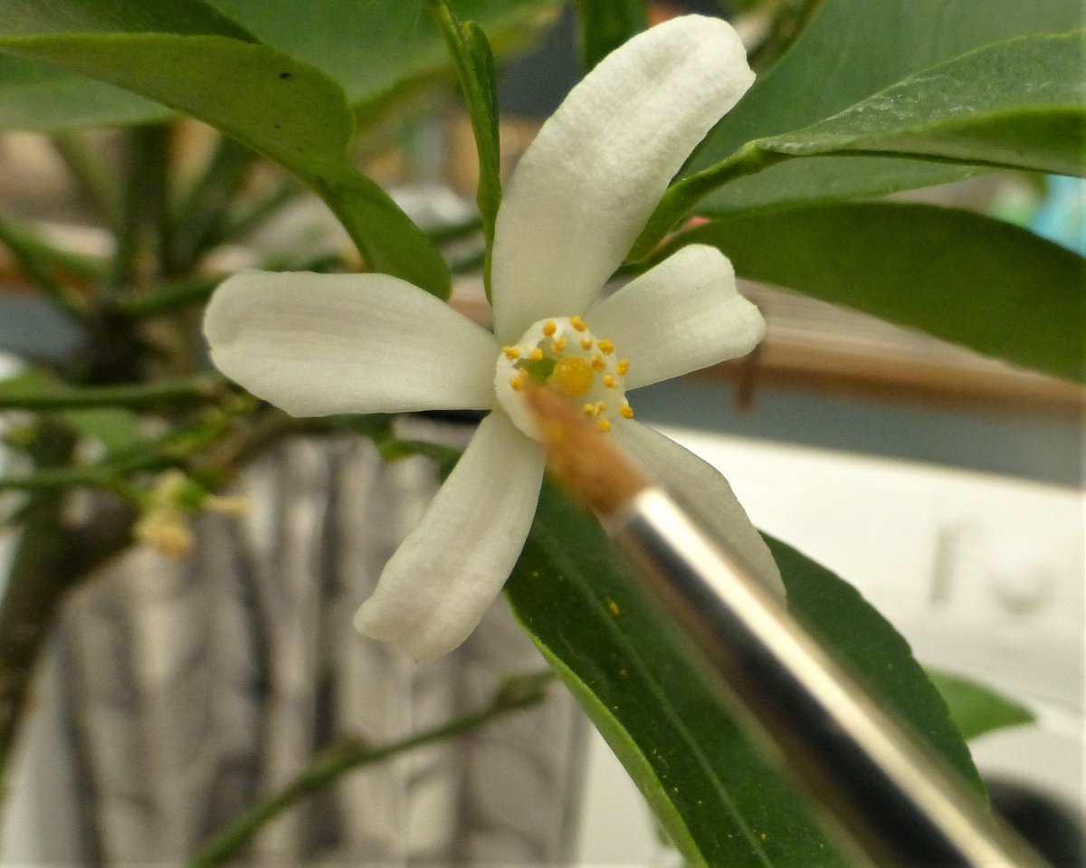 Citrus Mania 🍊🍋 🪴💛 tweet media