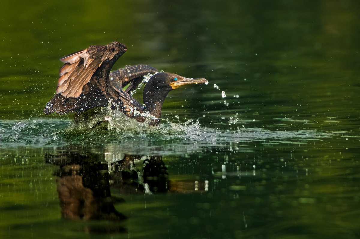 kahar_rk's tweet photo. Summer Bath 🌊
#summerbath #NFT #NFTCommunity #NFTsales #splash #birdphotography #natgeo #nikonindia #nikon #bbc #animalplanet #indianwildlife #summer https://t.co/HyC9yoi9nY