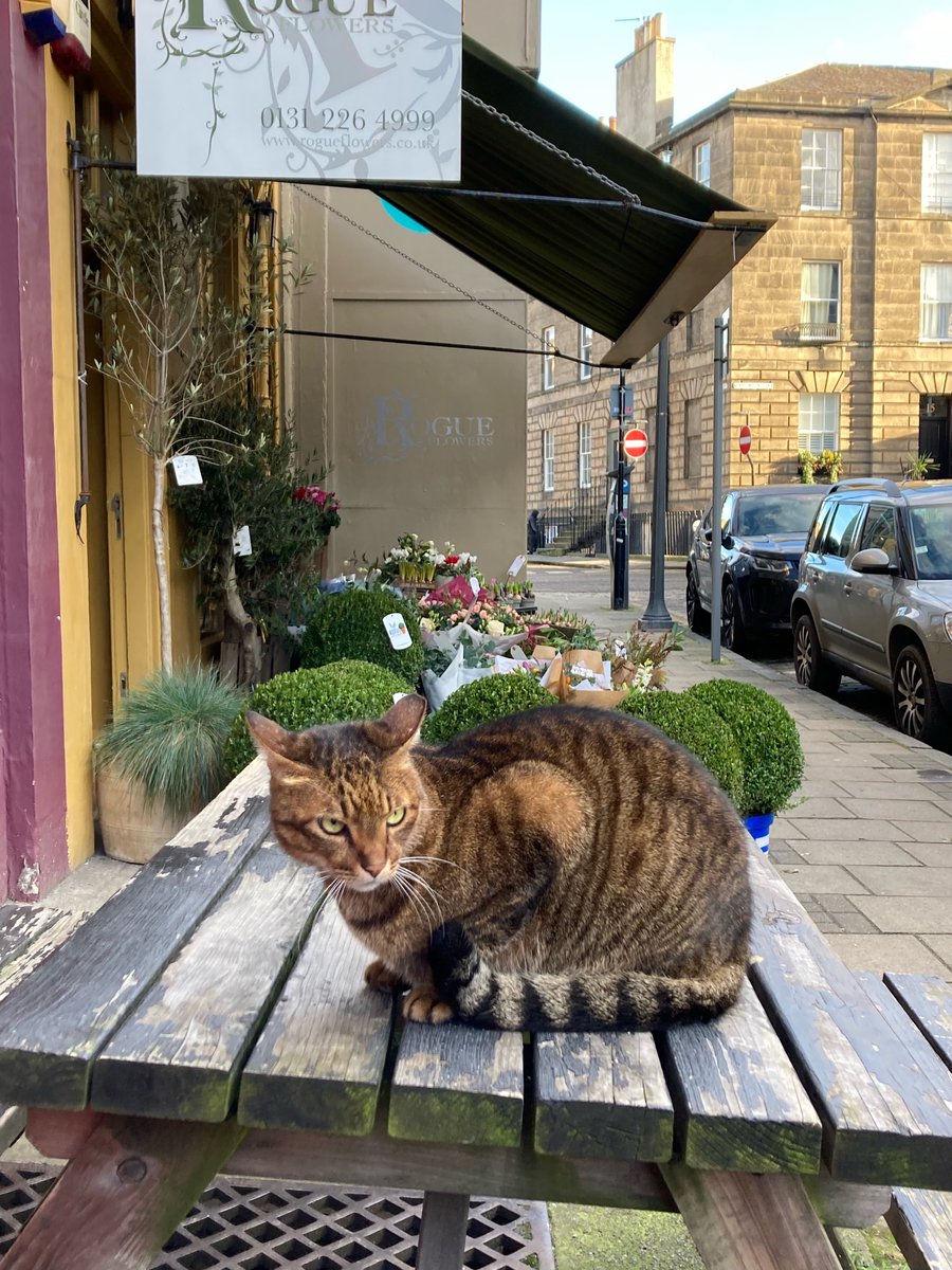 EdinWestEnd_'s tweet photo. RIP to the most famous cat in Edinburgh’s West end, Hugo.

Businesses and residents knew and loved him. They felt privileged to be chosen by him. End of an era. #CatsOfTwitter #Edinburgh 😿 https://t.co/cBBtFt8bpA
