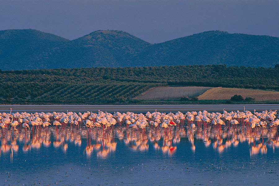 Uno de los lugares más únicos de Andalucía, completamente seco.

La Laguna de Fuente Piedra sufre las consecuencias de la sequía y el proceso de desertificación. Lo cual afecta a la reproducción y ciclo vital de los flamencos, poniendo fin a una escena única en Europa.