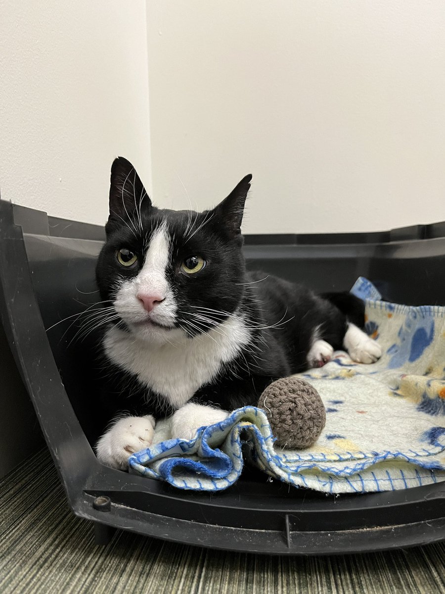 pugg71's tweet photo. Hey y’all, sorry this is my first post back, BUT. Cookiepuss had to go to the ER vet last night for an injured back paw. The bill came to over $700 &amp; I can’t cover that &amp; also, Y’know, *buy food*. Anything you can pitch in will help. I’m pugg71 @ hotmail if you wanna PayPal. https://t.co/ZfRyDykNnA