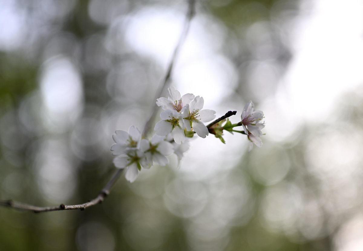 *
山桜の季節 2
*
*

Nikon Z7
NIKKOR Z 70-200mm f/2.8 VR S (1枚目)
NIKKOR Z 14-30mm f/4 S (2枚目)
NIKKOR Z 50mm f/1.8 S (3,4枚目)

#山桜 #庄内 #酒田市 #万里の松原 #私とニコンで見た世界 #Nikon #NIKKOR #NICOSTOP #東京カメラ部 #写真好きな人と繋がりたい