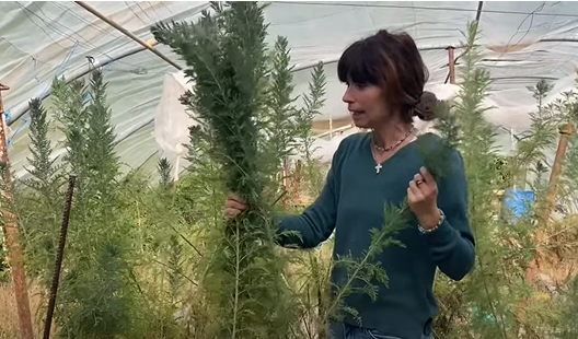 AU JARDIN~L'ARTÉMISIA AFRA~LA COUSINE AFRICAINE DE L'ANNUA ! AVEC LAURENCE CAMILLERI.
#artemisia ... youtu.be/J5rUlTgEKNc via <a href="/YouTube/">YouTube</a>