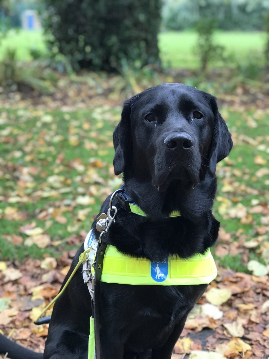 Happy international day of me and all my friends.
Today and all days we ask that the public never distract a guide by, speaking, feeding, making silly noises at them etc.
Admire our work from a distance if you like 
#InternationalGuideDogDay