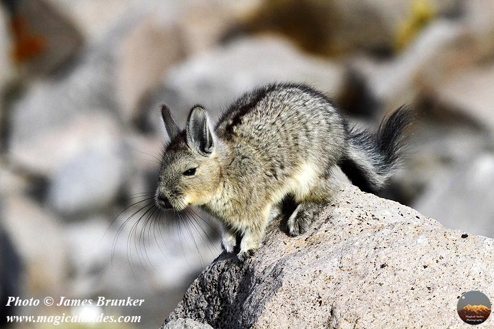jamesbrunker's tweet photo. A cute baby #viscacha for #WildlifeWednesday, available as prints and on #gifts here: https://t.co/nzqBNf0R4v
#AYearForArt #BuyIntoArt #SpringForArt #cute #animals #NaturePhotography #wildlifephotography #wildlife #nature #babyanimals #cutenessOVERLOAD  #cute #fluffy https://t.co/EX4CHbc5Pg