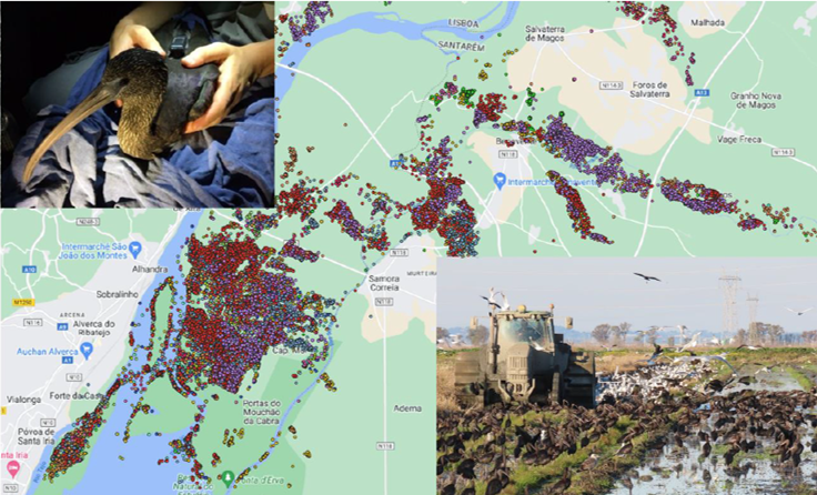 #MSc thesis opportunity! 
We are looking for an enthusiastic MSc student to develop a project  to understand movement decisions and spatial distribution of  Glossy Ibis using GPS #tracking.

More info here: drive.google.com/file/d/1Kzu3sC…

#ornitology #conservation