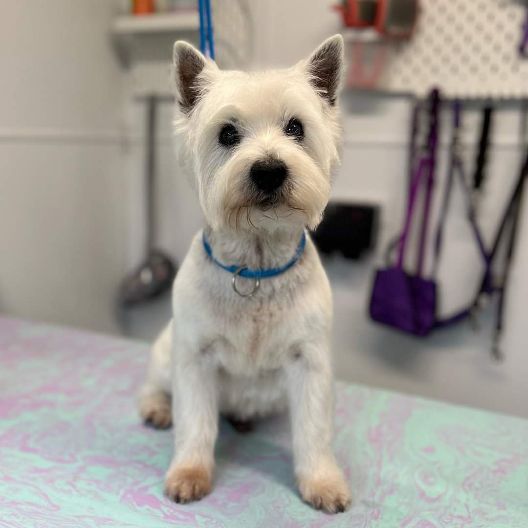 Willow and McGregor (The Westie Angel) 🇬🇧 tweet media