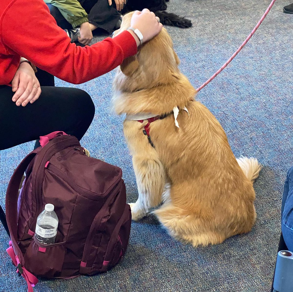 Join us for a Puppy Petting Party tomorrow! From 5-7pm in the 2nd floor Teacher's Studio, we'll have 2 therapy dogs from the SPCA. Take a break from studying and enjoy some puppy love!