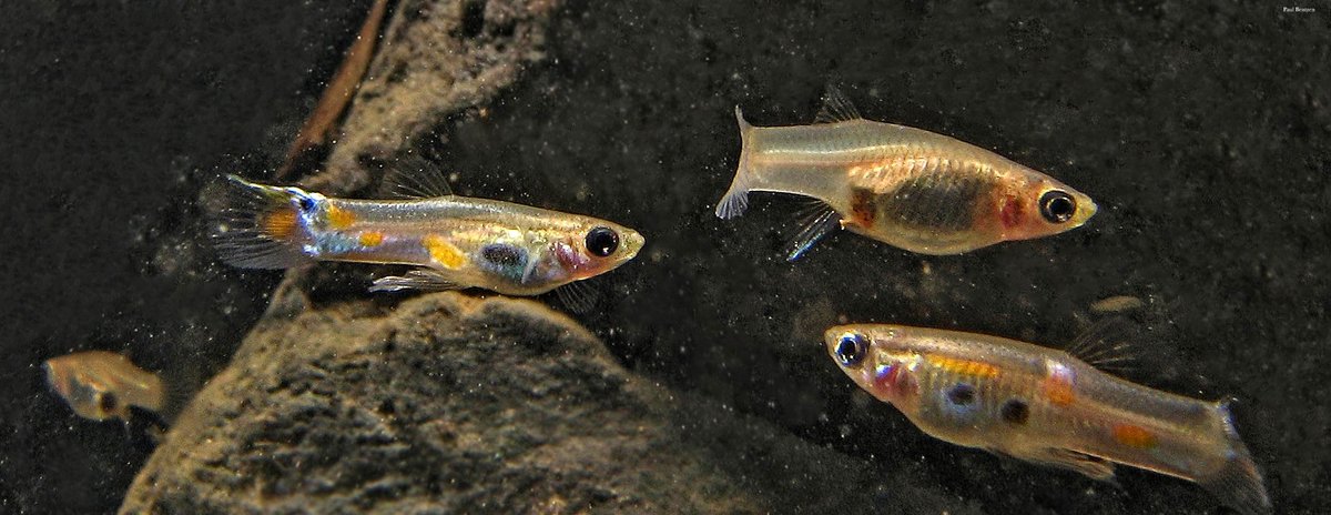 ScienceMagazine's tweet photo. A new Science study in Trinidadian guppies shows that females that mate with males with uncommon traits have “sexy” sons who go on to sire higher numbers of offspring per month than their counterparts. 

Learn more: https://t.co/YLzokMuGOl https://t.co/CNUI3MI2FV