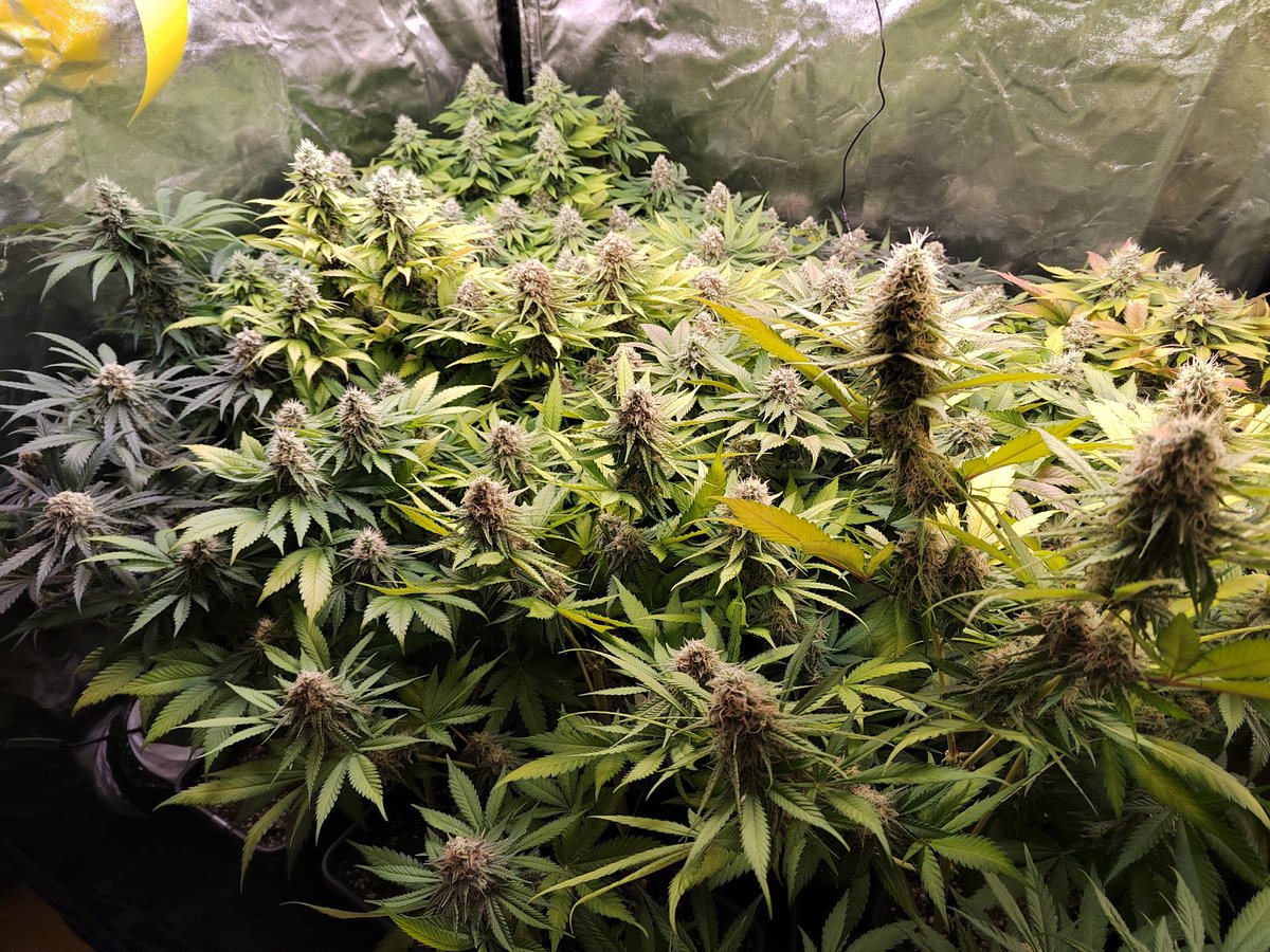 Joanolr's tweet photo. Pestazo que pega esto 🤤🤤
Subiendole comida que falta les hace!
#autocultivo #criticalmango #blackkush98 https://t.co/G7cKPcMmtG