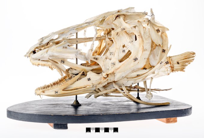 Nova Scotia Museum on Twitter: 