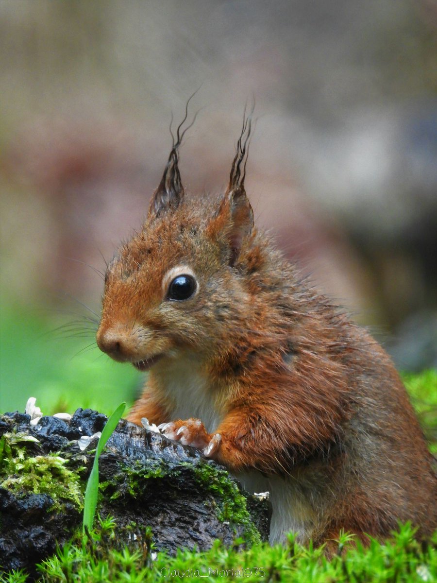 Eekhoorntje ~ Squirrel 🐿🤎
#nietzondernatuur