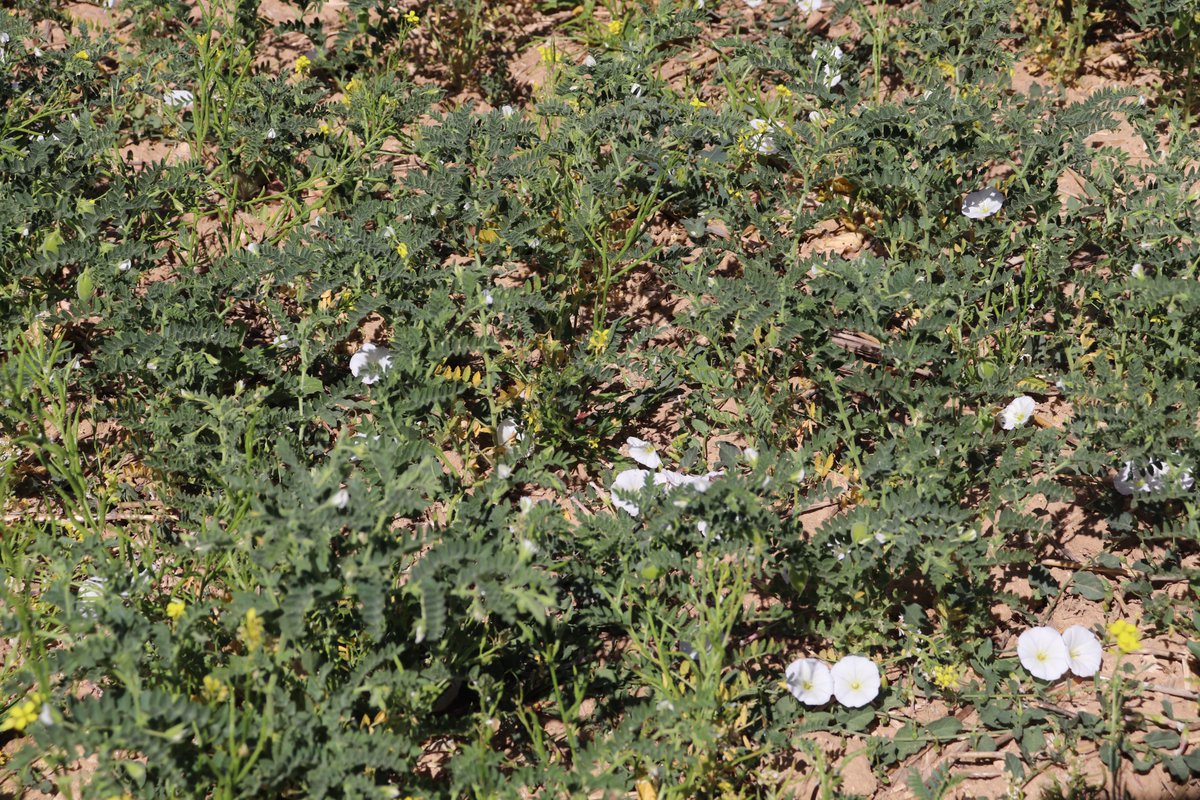 LegSapiens's tweet photo. 🌱🔝 Durante 2 años, el Grupo Operativo #LegSapiens ha analizado las potencialidades, problemas y oportunidades del cultivo de las #leguminosas para consumo humano. 

Puedes ver los resultados que demuestran su gran potencial de crecimiento en su web 👇
https://t.co/geTnanrfOT https://t.co/nIRWzzqRA8