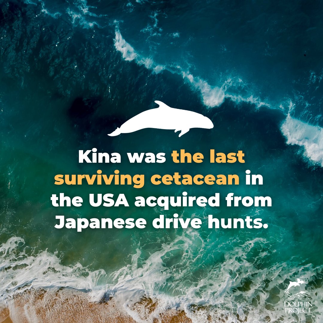 Every dolphin has a story. Do you know Kina's? Help share her story: bit.ly/3KY4YKa #DolphinProject #SayNoToTheDolphinShow