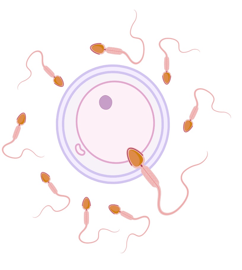 LabGeyer's tweet image. Happy to announce our R01 (joint between Geyer/Neufer/Schmidt labs) was just awarded from @NICHD_NIH! We will be innovating sperm selection for #AssistedReproduction Excited to be working with @KFW_Lab @CarmenRepro @CAS_mitolab @EastCarolinaDOI @ECU_Biology @ECUResearch @EspenLab