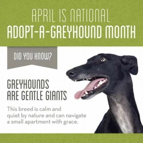 Despite being known for racing, #greyhounds are actually rather lazy and make great apartment dogs! #adoptdontshop #adoptagreyhoundmonth #jasonsayer #doglover #dogs