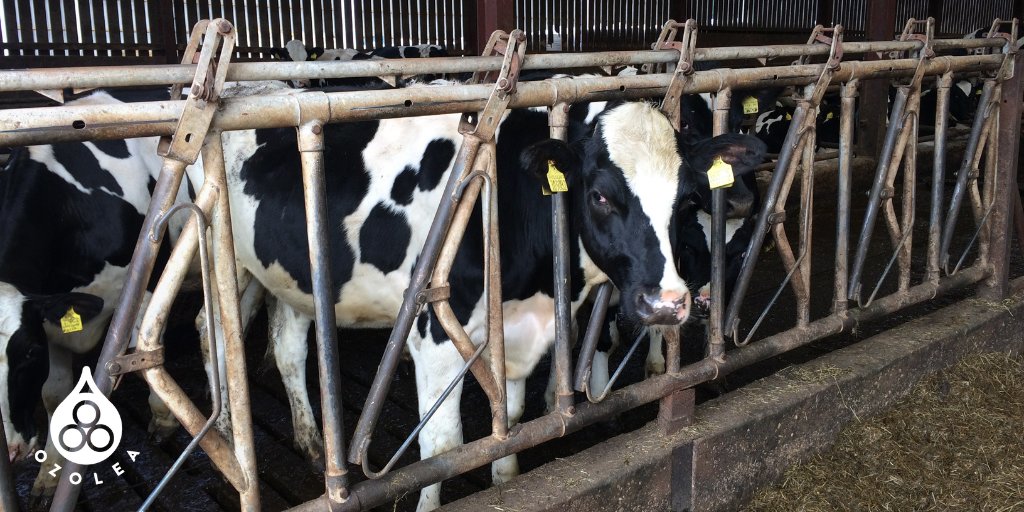 Improve SCCs in your dairy cows to extend longevity with OZOLEA-MAST in combination with protocol M3 👉ozolea.it/improve-sccs-i…

#udder #dairycows #animalhealth #OZOLEAMAST #SCC #cowlongevity 💧