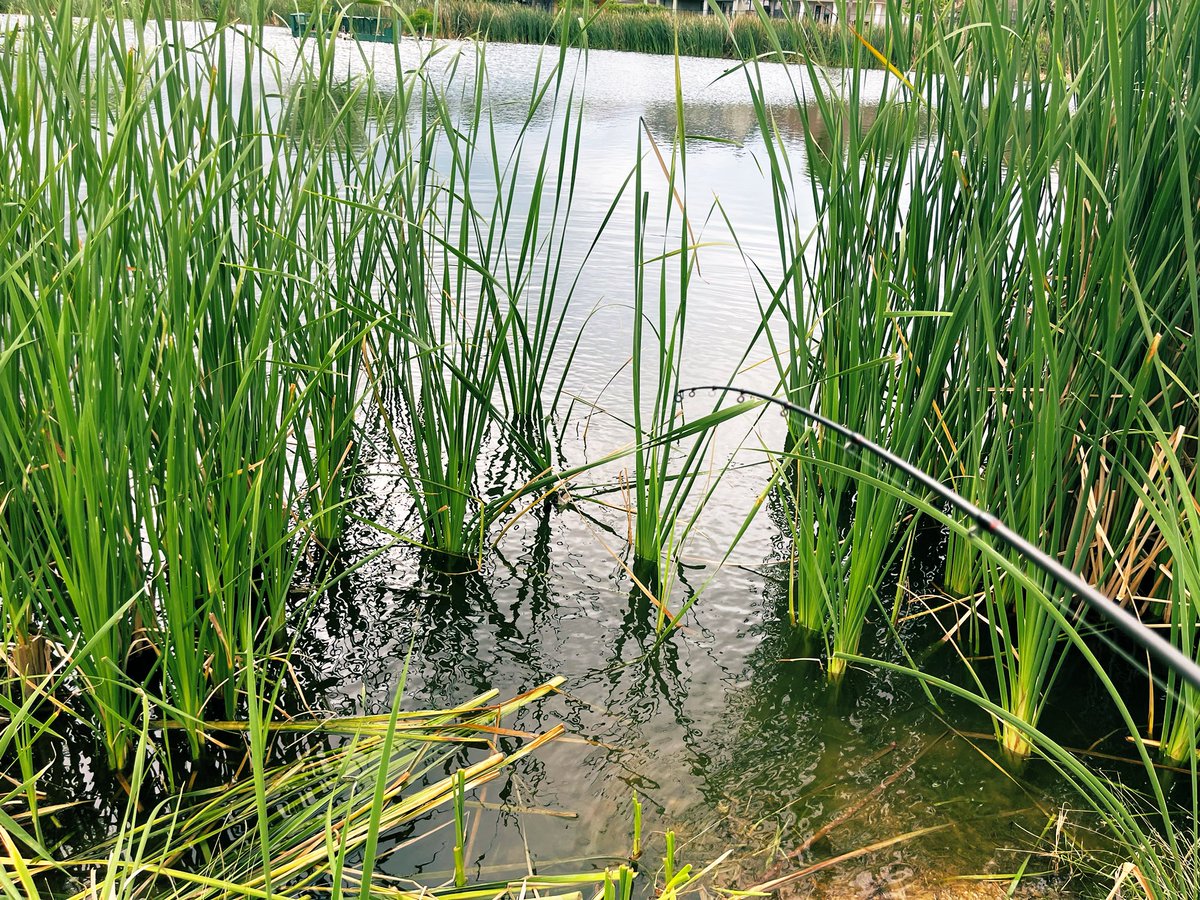 IOutdors's tweet photo. Who wants to go fishing today? Nice view of a honey hole! What color? What bait? What would you cast or use here? #fishing #outdooradventures #havingfun #fishingbaits #honey-hole #pondhoppin https://t.co/0j5sNJaKp1