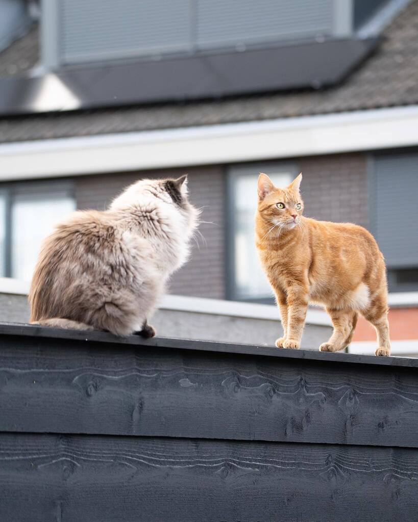 Junethekitty's tweet photo. Very serious neighborhood meeting 🤪 #brutustheneighborcat 

https://t.co/D3dXihdPjF

#cat #cats #kat #katten #catsofholland #catsofinstagram #weeklyfluff #junethekitty #gingercat https://t.co/8kFwYjqr8e