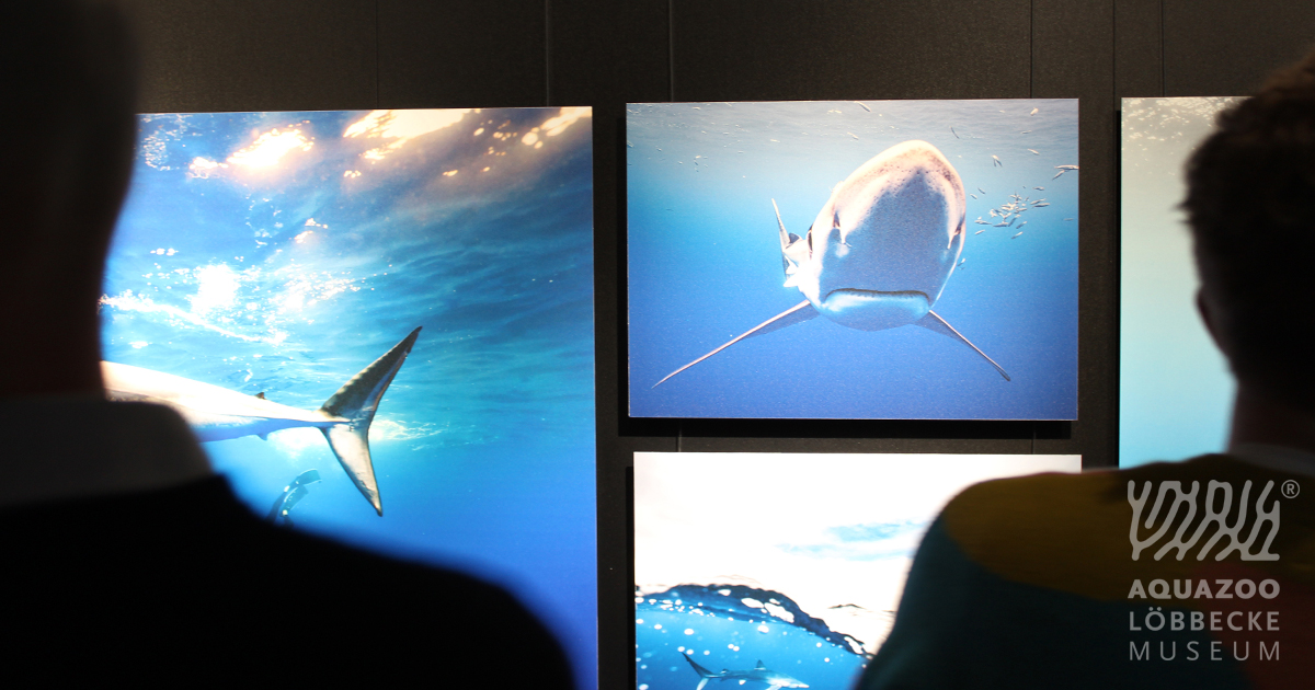 Aquazoo0211's tweet photo. Giganten des Atlantiks - Tauchexpedition Azoren
Unsere neue Sonderausstellung mit den Hai-Light-Aufnahmen der Azoren-Expedition 2022 ist eröffnet und bis zum 5. September 2023 bei uns zu sehen.
#Aquazoo #OceanWildlifeProject #Meeresschutz #apnoe #apnoediving #freitauchen https://t.co/EjSlwlt7LY