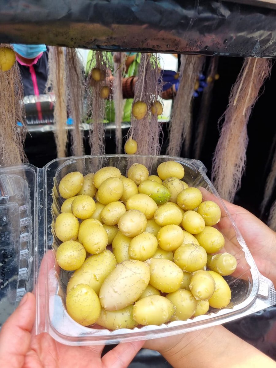 Gabrielasjr's tweet photo. Venezuela logra 1era cosecha de semilla de papa del alta calidad fitosanitaria por Aeroponía. 

Con 4 variedades de semillas evaluadas se alcanzó rendimientos superiores a 4 veces los obtenidos por métodos clásicos.

Felicidades @proinpa por tan extraordinario acto de soberanía! https://t.co/SK5fVl07Jb