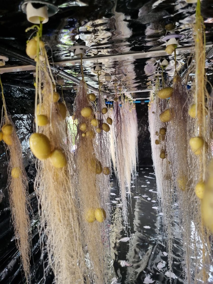 Gabrielasjr's tweet photo. Venezuela logra 1era cosecha de semilla de papa del alta calidad fitosanitaria por Aeroponía. 

Con 4 variedades de semillas evaluadas se alcanzó rendimientos superiores a 4 veces los obtenidos por métodos clásicos.

Felicidades @proinpa por tan extraordinario acto de soberanía! https://t.co/SK5fVl07Jb