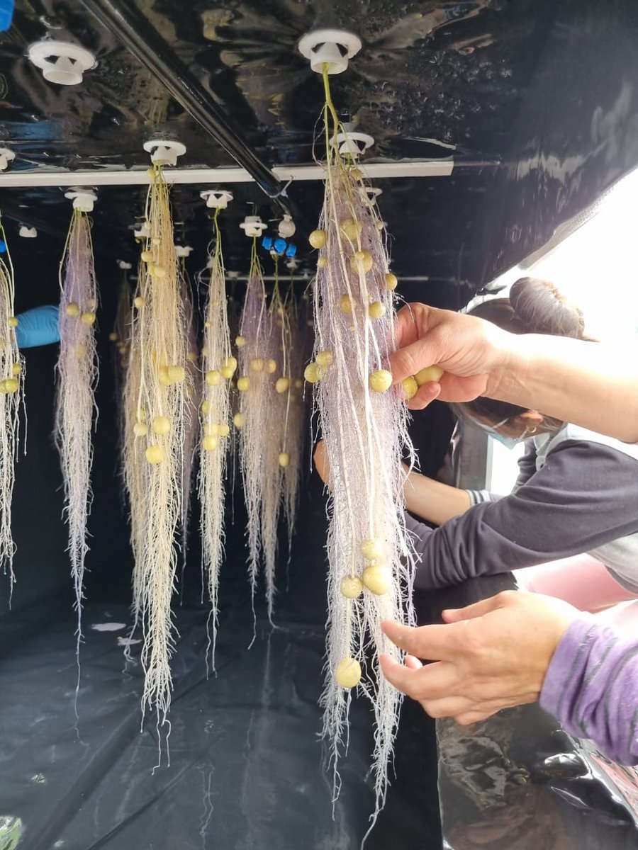 Gabrielasjr's tweet photo. Venezuela logra 1era cosecha de semilla de papa del alta calidad fitosanitaria por Aeroponía. 

Con 4 variedades de semillas evaluadas se alcanzó rendimientos superiores a 4 veces los obtenidos por métodos clásicos.

Felicidades @proinpa por tan extraordinario acto de soberanía! https://t.co/SK5fVl07Jb