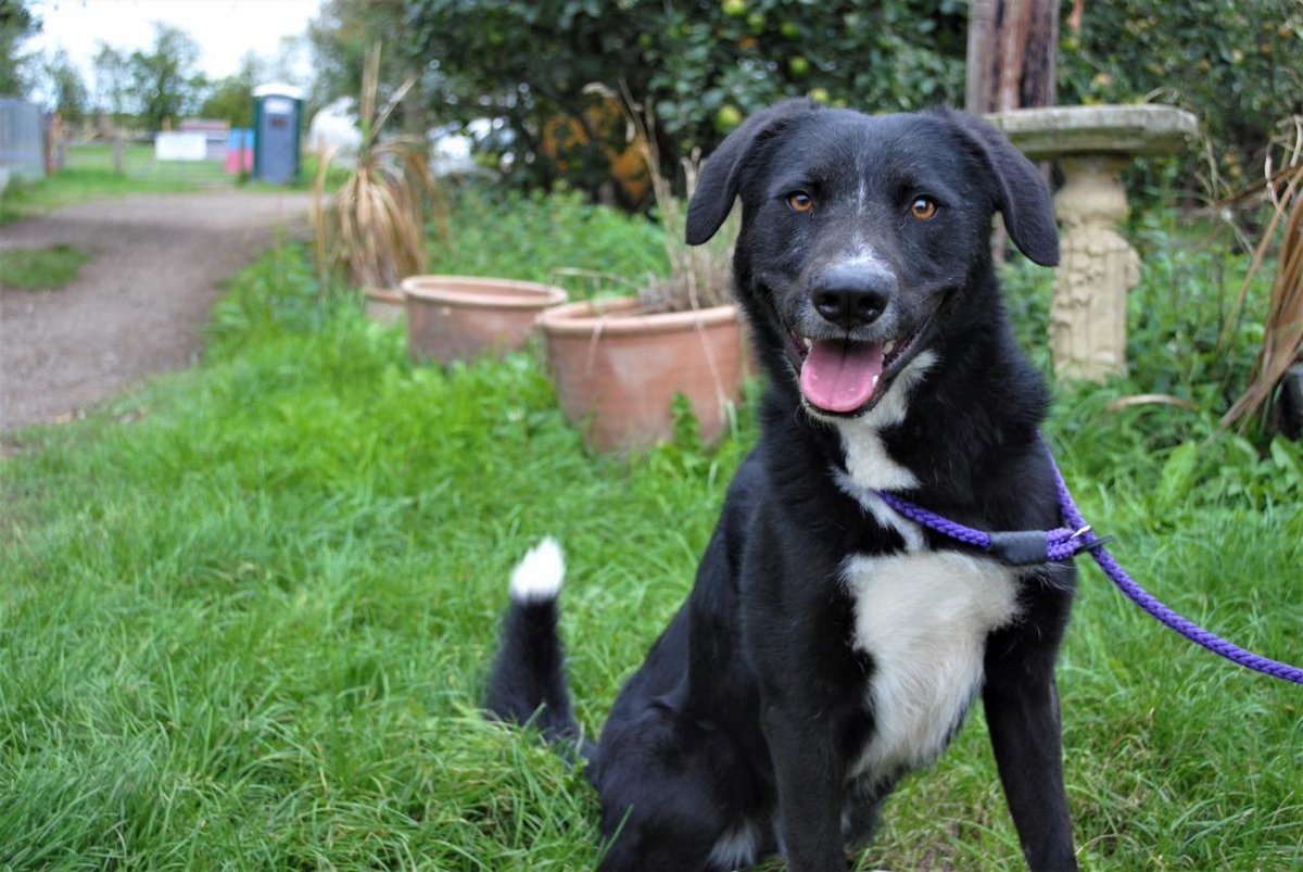 Monty is very excitable and strong, so would need a confident owner. Monty deserves a home of his own, he is super intelligent and highly active so would need an owner who would use this to train him and keep him fit. He could be the perfect dog for agility training also.