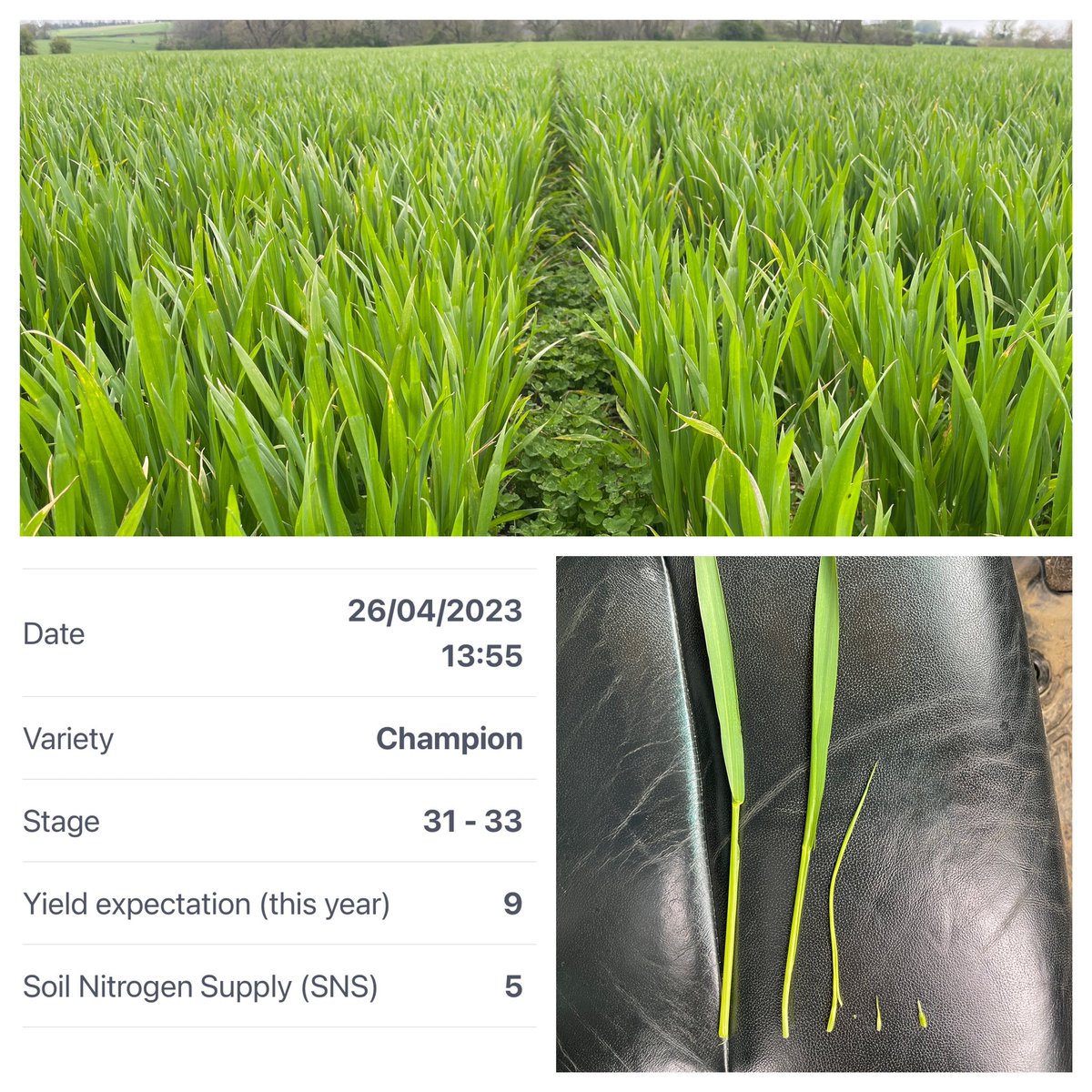 Jake Freestone tweet media